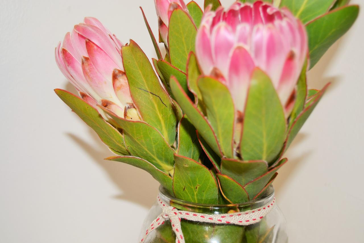 Agulhas Heights Self-Catering Cottages Exteriör bild